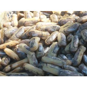 KW - FRZ COOKED RAZOR CLAM