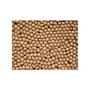 SOYBEAN /  3LBS