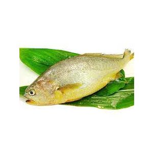 FROZEN YELLOW CROAKER