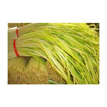 Nira YELLOW / LB