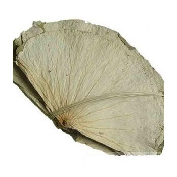 RED LEAF - LOTUS LEAVES 