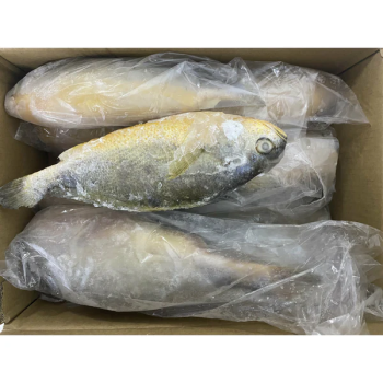 KOREN - YELLOW CROCKER  / CASE(10 LBS / FROZEN)