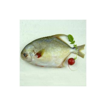 GOLDEN POMFRET FISH / LB