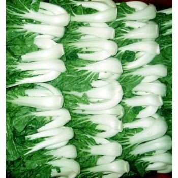 BABY BOK CHOY / LB
