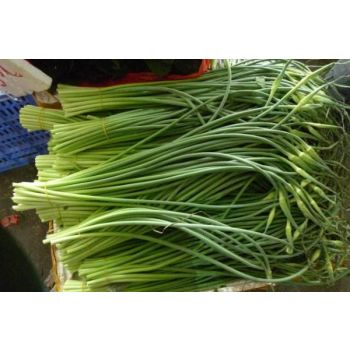 CHINESE GARLIC STEM