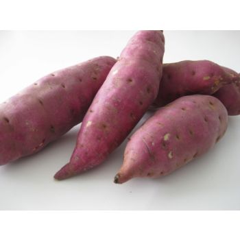 Japanese Yam / LB