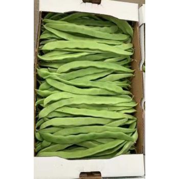 ROMAN BEANS