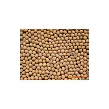 SOYBEAN /  3LBS