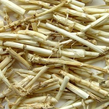 GOLDEN LION - DRIED RHIZOMA IMPERATAE (8OZ)