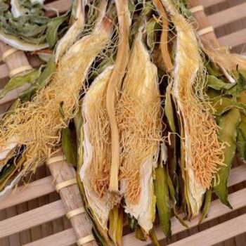 GOLDEN LION - DRIED HYLOCEREUS UNDATUS BRLTT (6OZ)