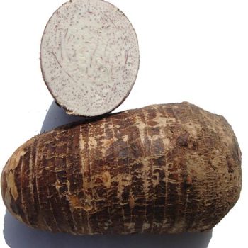 BIG TARO / LB