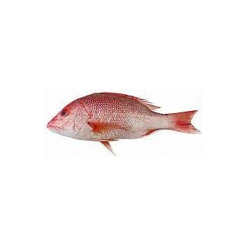 FROZEN RED SNAPPER / PER LB