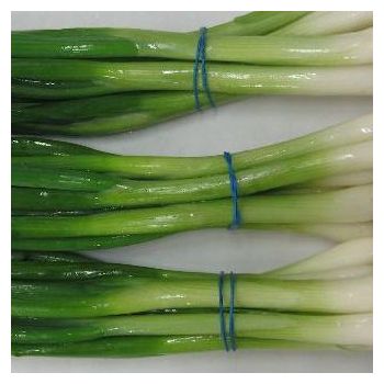 Green Onion / EA