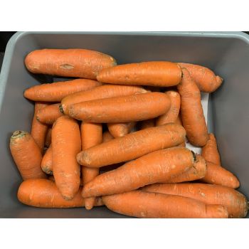 CARROTS