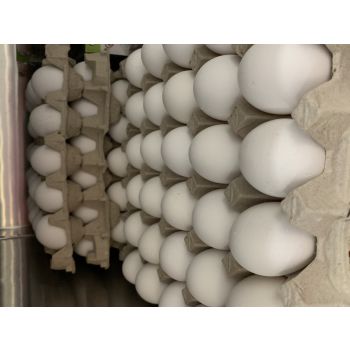 WHITE EGGS TRAY 15PCS