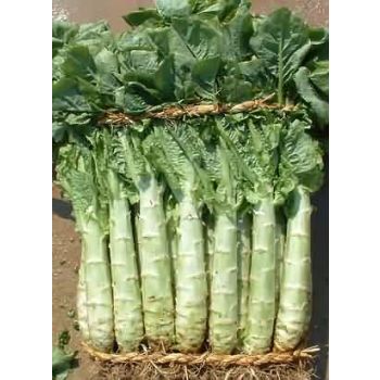 A CHOY SUM / LB