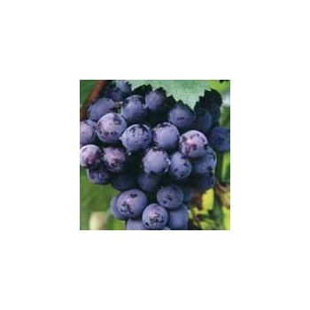 PEONY - BLACK SEEDED TABLE GRAPES / 3LBS