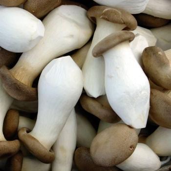 KING OYSTER MUSHROOM / LB