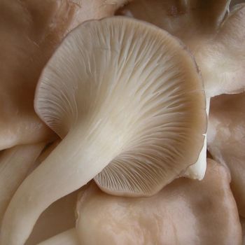Osyter Mushroom / LB