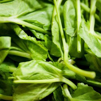 KING PEA TIPS / LB