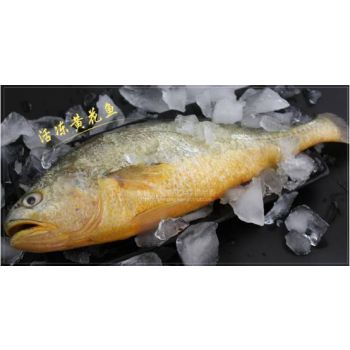 YELLOW CROAKER / FARM RAISED          