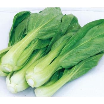 Shanghai Bok Choy JR. / LB