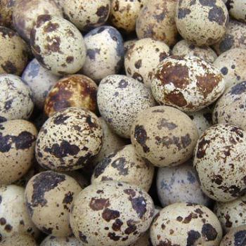 CALIFORNIA FRESH QUAIL EGGS / PKG