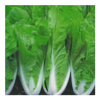 Taiwan Bok Choy / LB