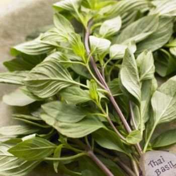 BASIL THAI / RAU QUE