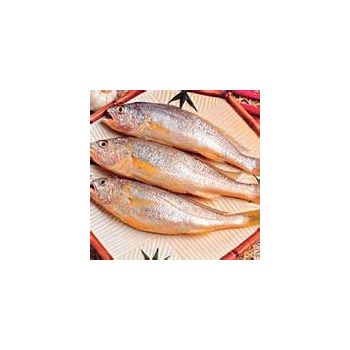 WC - YELLOE CROAKER / SMALL（1.7 LBS / 50~80）