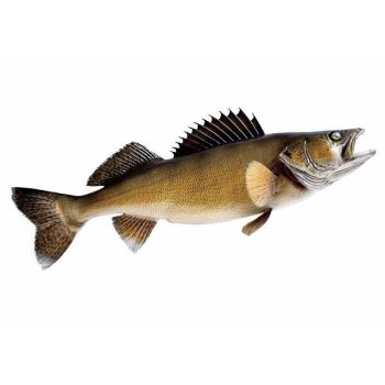 FS S&C WALLEYE (WILD CAUGHT) / LB
